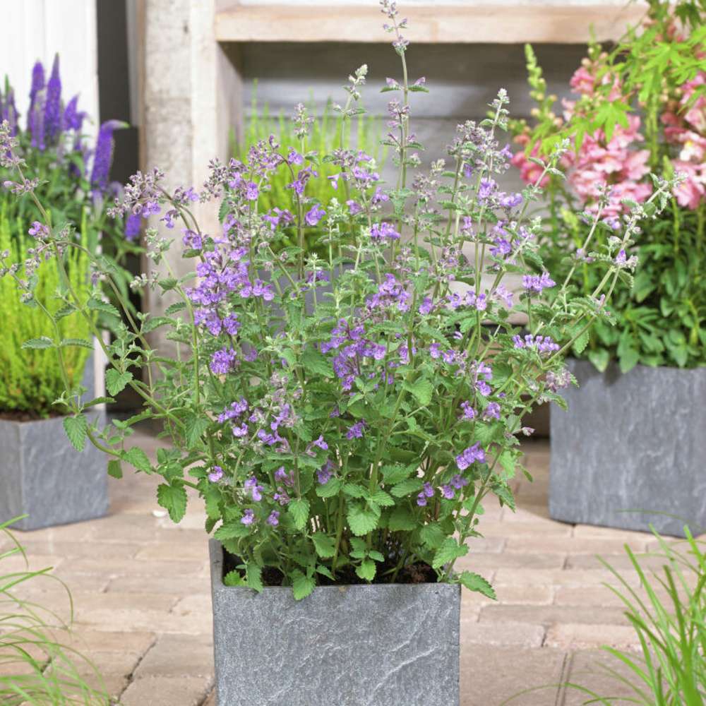 Katteurt 'Walker's Low' (Nepeta × faassenii)